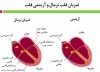 تپش قلب در انسان جوان و عوامل بروز مشکل برای قلب